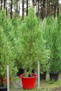 400mm Arctic Green (Xmas Tree)